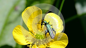 Swollen-thighed Beetle on flowers. His Latin name is Oedemera nobilis