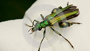 Swollen-thighed Beetle on flowers. His Latin name is Oedemera nobilis