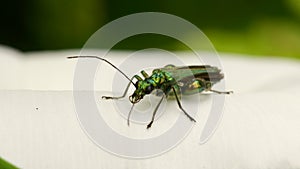 Swollen-thighed Beetle on flowers. His Latin name is Oedemera nobilis