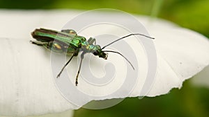 Swollen-thighed Beetle on flowers. His Latin name is Oedemera nobilis