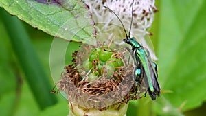 Swollen-thighed Beetle on leaf. His Latin name is Oedemera nobilis