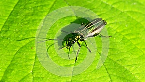 Swollen-thighed Beetle on leaf. His Latin name is Oedemera nobilis