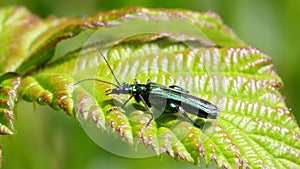 Swollen-thighed Beetle on leaf. His Latin name is Oedemera nobilis