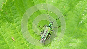 Swollen-thighed Beetle on leaf. His Latin name is Oedemera nobilis