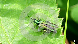Swollen-thighed Beetle on leaf. His Latin name is Oedemera nobilis