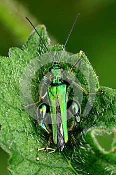 Swollen-thighed beetle (Oedemera nobilis) from above