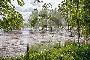 Swollen turbulent and flooded Arkansas River as it runs through Tulsa OK with trees out in water and partially submerged log -