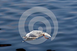 Swoop - flying gull