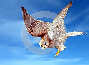 Swooping Down Falcon