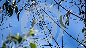 Sword-billed hummingbird