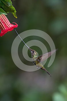 The Sword-billed Hummingbird, Ensifera ensifera