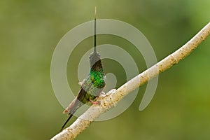 Sword-billed hummingbird - Ensifera ensifera also swordbill, Andean regions of South America, genus Ensifera, unusually long bill