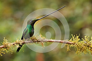 Sword-billed hummingbird - Ensifera ensifera also swordbill, Andean regions of South America, genus Ensifera, unusually long bill