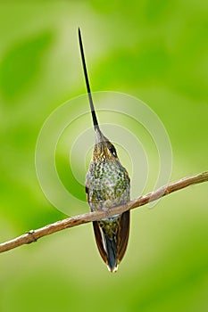 Sword-billed hummingbird, Ensifera ensifera, bird with unbelievable longest bill, nature forest habitat, Colombia. Long beak longe