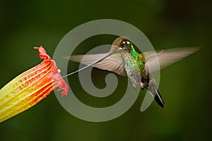 Sword-billed hummingbird, Ensifera ensifera, fling next to beautiful orange flover, bird with longest bill, in the nature forest h