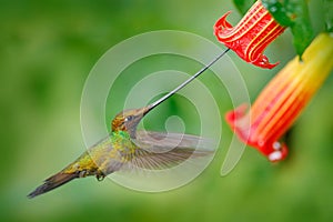 Sword-billed hummingbird, Ensifera ensifera, fly next to beautiful orange flower,bird with longest bill, in nature forest habitat,