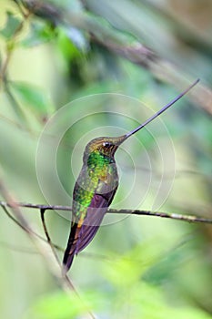 Sword-Billed Hummingbird photo