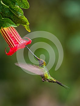 The Sword-billed Hummingbird, Ensifera ensifera is a neotropical species from Ecuador. He is hovering and drinking the nectar from