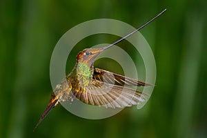 Sword-billed hummingbird, Ensifera ensifera, it is noted as the only species of bird to have a bill longer than the rest of its bo photo