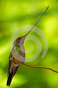 Sword-billed hummingbird, Ensifera ensifera, it is noted as the only species of bird to have a bill longer than the rest of its bo photo