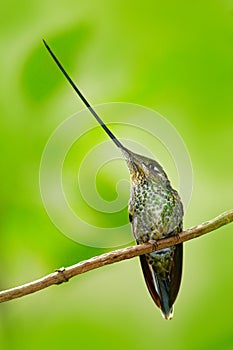 Sword-billed hummingbird, Ensifera ensifera, species of bird to have a bill longer than the rest of its body, bird with longest bi photo