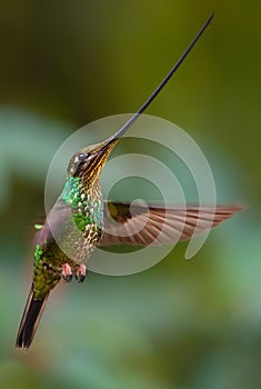 Sword-billed Hummingbird - Ensifera ensifera