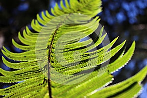 Sword fern details photo