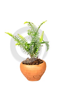 Sword Fern or Fishbone Fern in flower pot on white background