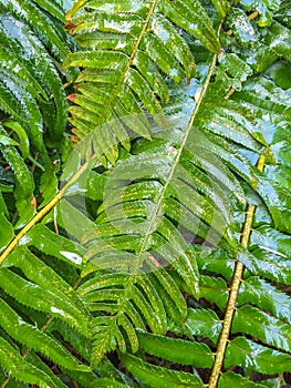 Sword fern, Polystichum munitum, foliage wet from rain, British Columbia. photo