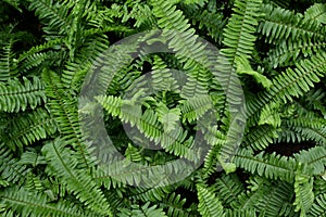 Sword Fern photo