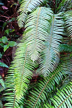 Sword fern ( Polystichum munitum photo