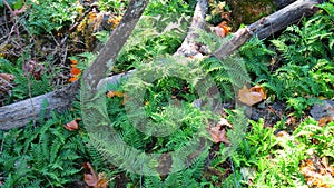 Sword ferns & fallen tree