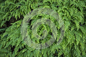 Sword ferns photo