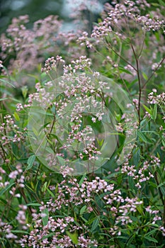 Sword-leaf dogbane, Apocynum venetum, flowering plant