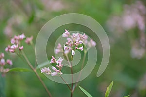 Sword-leaf dogbane, Apocynum venetum, flowers