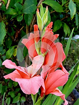 Sword lily also called gladioli. Gladiolus flower blossoms.