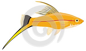 sword tail fish vector illustration transparent background
