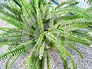 Swordfern Nephrolepis exaltata Called Boston fern also. Domestic plant