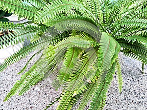 Swordfern Nephrolepis exaltata Called Boston fern also. Domestic plant photo