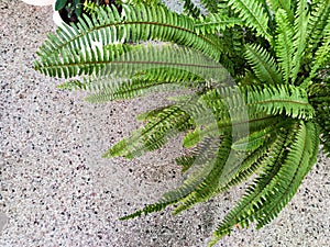 Swordfern Nephrolepis exaltata Called Boston fern also. Domestic plant photo