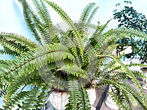Swordfern Nephrolepis exaltata Called Boston fern also. Domestic plant photo