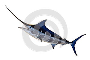 Swordfish- Blue Marlin