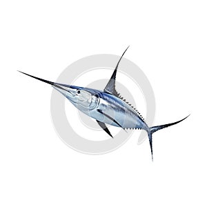 Swordfish Fish on Transparent Background - Ai Generated
