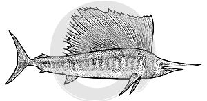 Swordfish illustration, drawing, engraving, ink, line art, vector
