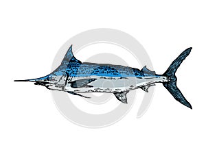 Swordfish line art sketch raster illustration