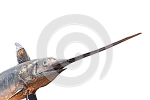 Swordfish in a museum