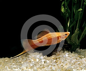 Swordtail Fish, xiphophorus helleri