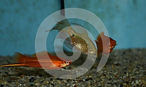 Swordtail and rosy barb swimming in tropical aquarium