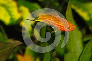 Swordtail (Xiphophorus hellerii)