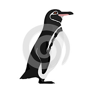 Spheniscus mendiculus - Galapagos penguin - Lateral view